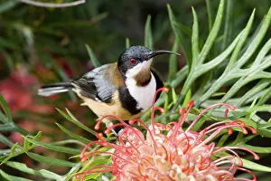 Meliphagidae: Eastern spinebill