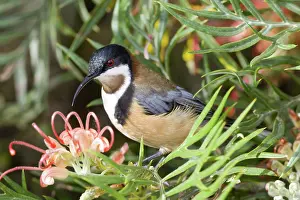 Meliphagidae: Eastern spinebill