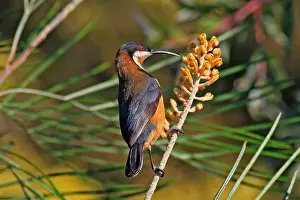 Spinebill: Eastern Spinebill