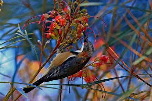 Spinebill: Eastern Spinebill