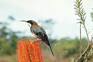 Tenuirostris: Eastern SPINEBILL - on flower head