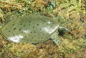 Softshell: Eastern Spiny Softshell Turtle
