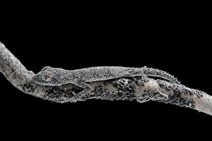 Spiny: Eastern Spiny-tailed Gecko (Strophurus williamsi)