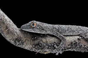 Spiny: Eastern Spiny-tailed Gecko (Strophurus williamsi)