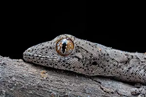Spiny: Eastern Spiny-tailed Gecko (Strophurus williamsi)