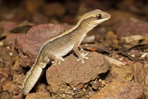 Geckos: Eastern Stone Gecko