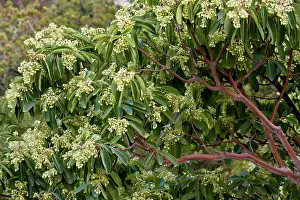 Arbutus: Eastern Strawberry Tree