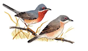Subalpine: Eastern Subalpine Warbler