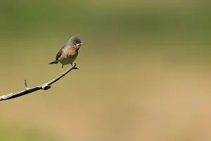 Subalpine: Eastern Subalpine Warbler