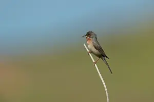 Subalpine: Eastern Subalpine Warbler