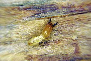 Soldiers: Eastern Subterranean Termite