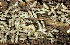 Reticulitermes: Eastern Subterranean Termites