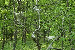 Americanum: Eastern Tent Caterpillar
