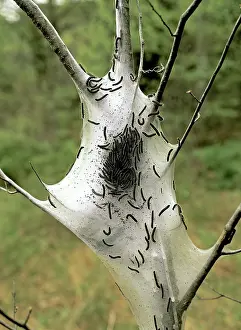 Americanum: Eastern Tent Caterpillars