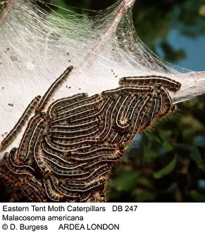 Donna Dickson: Eastern Tent Moth Caterpillars / larvae