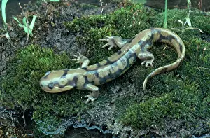 Ambystomatidae: Eastern Tiger Salamander