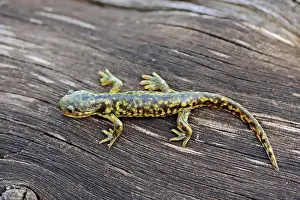 Preserves: Eastern Tiger Salamander (Ambystoma tigrinum), Yellowstone