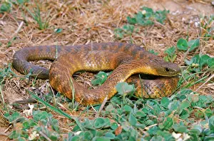 Deadly: Eastern Tiger Snake (Notechis scutatus)
