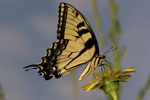 Nectaring: Eastern Tiger Swallowtail