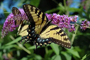 Buddleia: Eastern Tiger Swallowtail