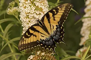 Nectaring: Eastern Tiger Swallowtail
