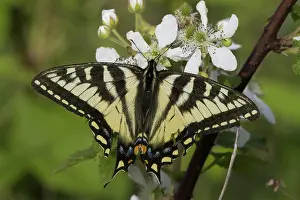 Stripes: Eastern Tiger Swallowtail