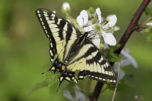 Stripes: Eastern Tiger Swallowtail
