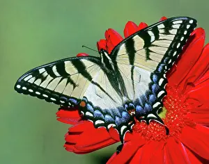 Glaucus: Eastern Tiger Swallowtail Butterfly