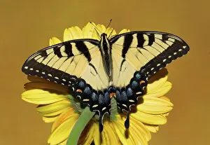 Antennae: Eastern Tiger Swallowtail Butterfly