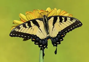 Antennae: Eastern Tiger Swallowtail Butterfly