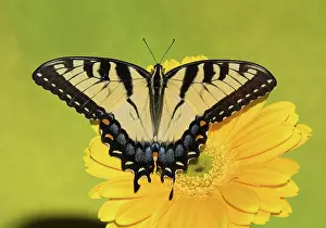 Antennae: Eastern Tiger Swallowtail Butterfly