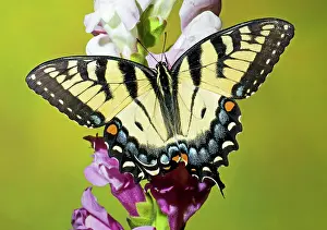 Nectar: Eastern Tiger Swallowtail Butterfly