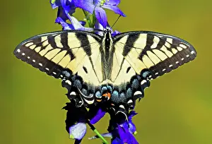 Nectar: Eastern Tiger Swallowtail Butterfly