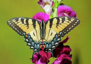 Nectar: Eastern Tiger Swallowtail Butterfly