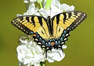 Nectar: Eastern Tiger Swallowtail Butterfly