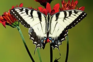 Swallowtail: Eastern Tiger Swallowtail Butterfly