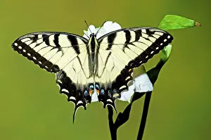Swallowtail: Eastern Tiger Swallowtail Butterfly