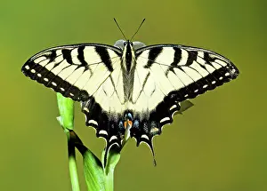 Swallowtail: Eastern Tiger Swallowtail Butterfly