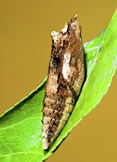 Swallowtail: Eastern Tiger Swallowtail Butterfly Chrysalis