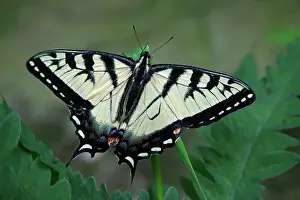 Glaucus: Eastern Tiger Swallowtail Butterfly - resting