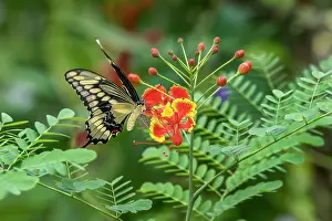 Pollinator: Eastern tiger swallowtail, Florida