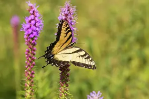 Nectaring: Eastern tiger swallowtail on prairie blazing star, Rock Cave