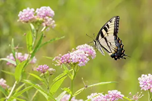Swallowtail: Eastern Tiger swallowtail on swamp milkweed