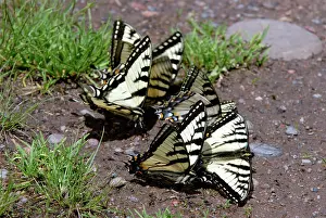 Swallowtails: Eastern Tiger Swallowtails