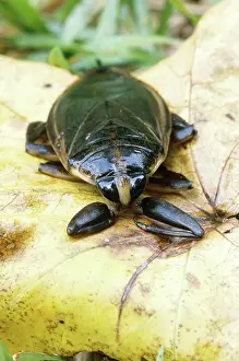 Biter: Eastern Toe-biter (Lethocerus griseus)