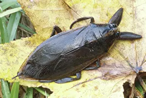 Biter: Eastern Toe-biter (Lethocerus griseus)