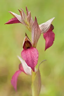 Serapias: Eastern Tongue Orchid