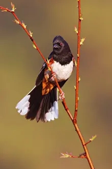 Towhee: Eastern Towhee - male