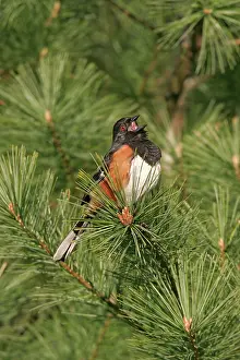 Towhee: Eastern Towhee - male