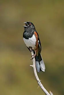 Towhee: Eastern Towhee - male